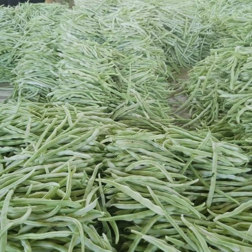 白不老豆角