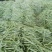 白不老豆角