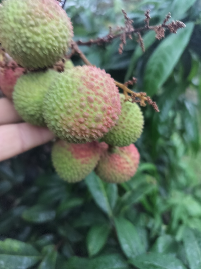 妃子笑荔枝