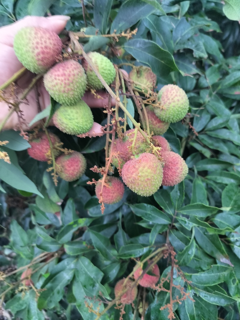妃子笑荔枝