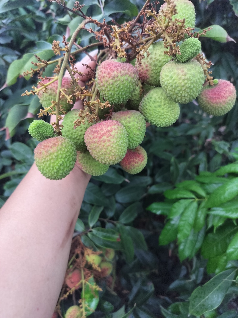 妃子笑荔枝