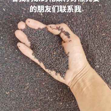 看看我们家的花菜籽好漂亮，谁要的朋友请联系