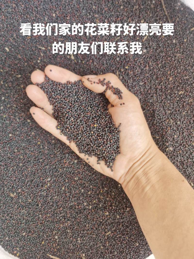 看看我们家的花菜籽好漂亮，谁要的朋友请联系