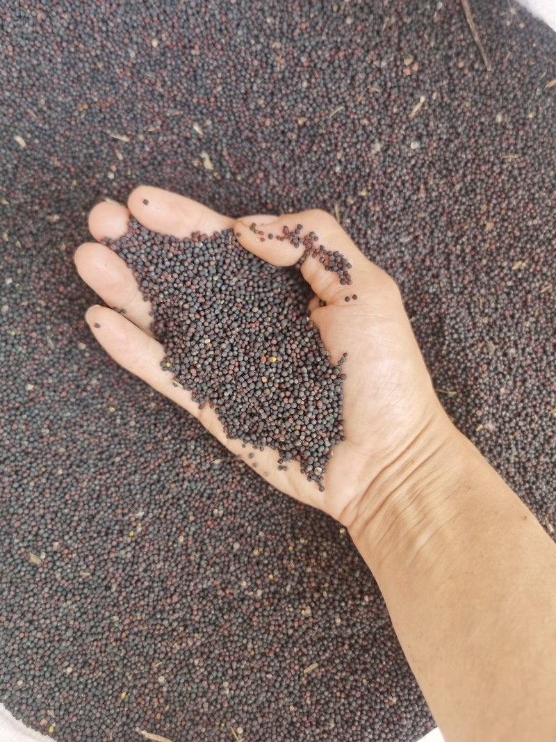 看看我们家的花菜籽好漂亮，谁要的朋友请联系