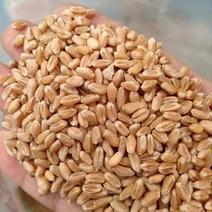 精品小麦新小麦大量上市品质保证量大从优欢迎