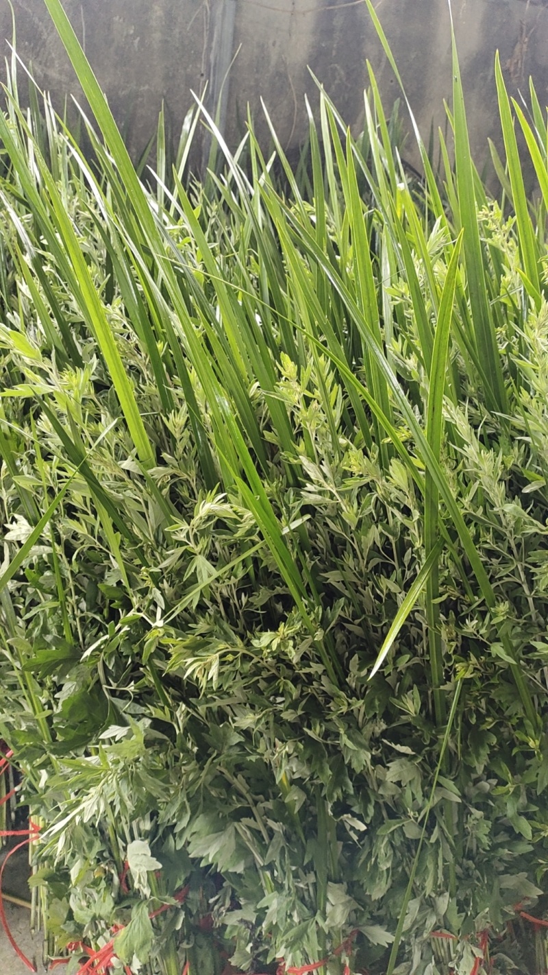 新鲜的艾草