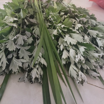 新鲜的艾草