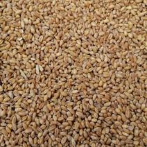 精品小麦大量上市品质保证量大从优基地直发欢迎