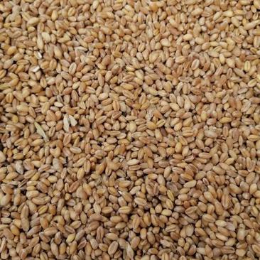 精品小麦大量上市品质保证量大从优基地直发欢迎联系