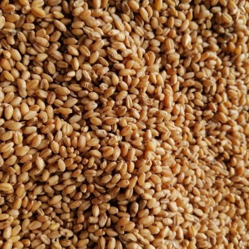 精品小麦大量上市品质保证量大从优基地直发欢迎联系