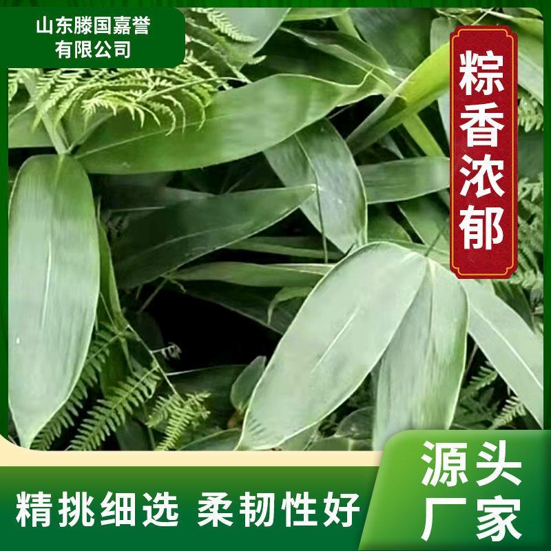 滕国嘉誉干粽叶商用款5斤新鲜大号粽子叶粑粑麻竹叶箬