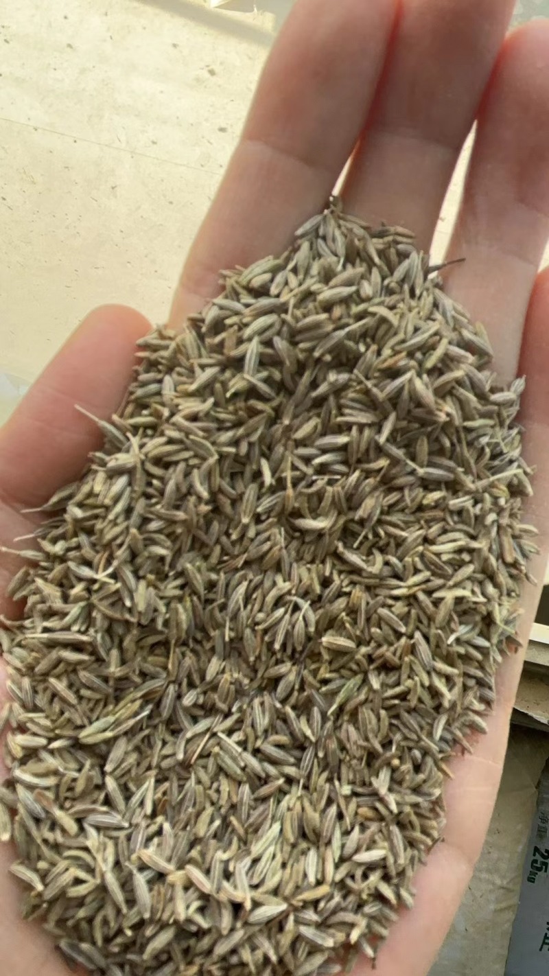 印度进口孜然大颗粒过筛过风各种品质常年批发