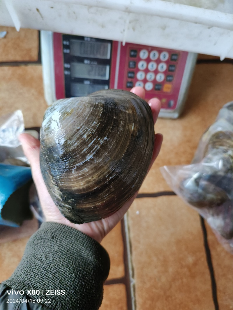 鲜活朝鲜北极贝料理刺身酒店产地直发一手货源批发