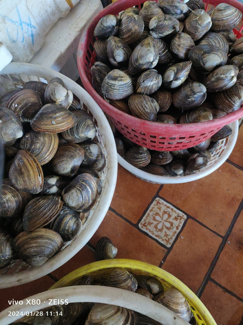 鲜活朝鲜北极贝料理刺身酒店产地直发一手货源批发