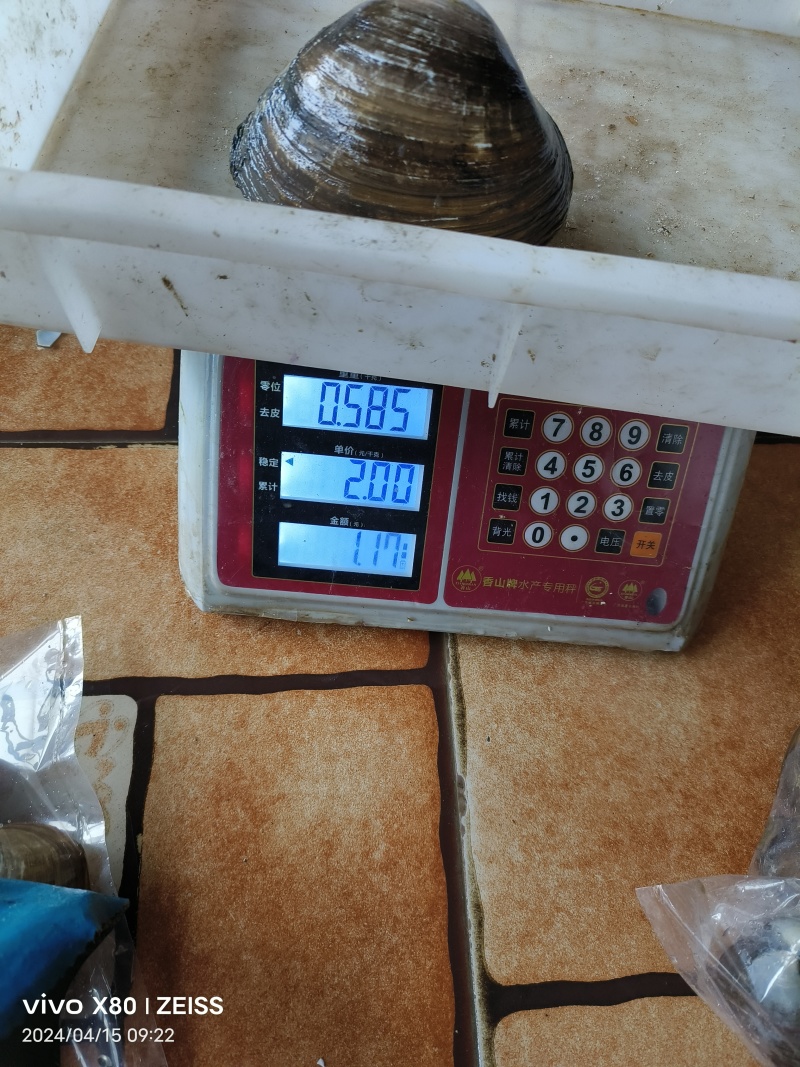 鲜活朝鲜北极贝料理刺身酒店产地直发一手货源批发