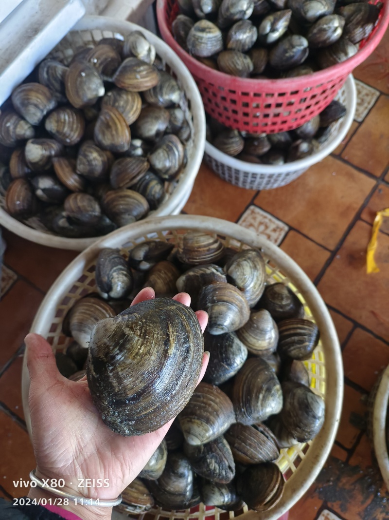 鲜活朝鲜北极贝料理刺身酒店产地直发一手货源批发