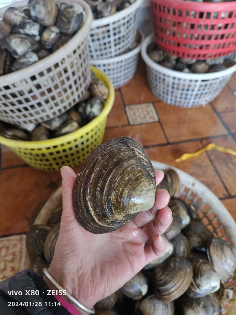 鲜活朝鲜北极贝料理刺身酒店产地直发一手货源批发