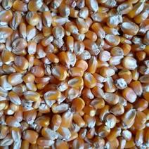 精品玉米粒黄玉米产地直发支持火车运输欢迎