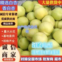 【杏】河北香白杏大量上市产地直发供应全国市场电商