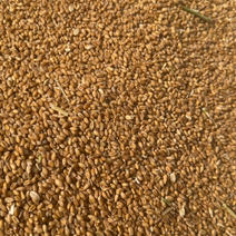 河南新野精品小麦，新麦上市，量大从优，欢迎来电洽谈。