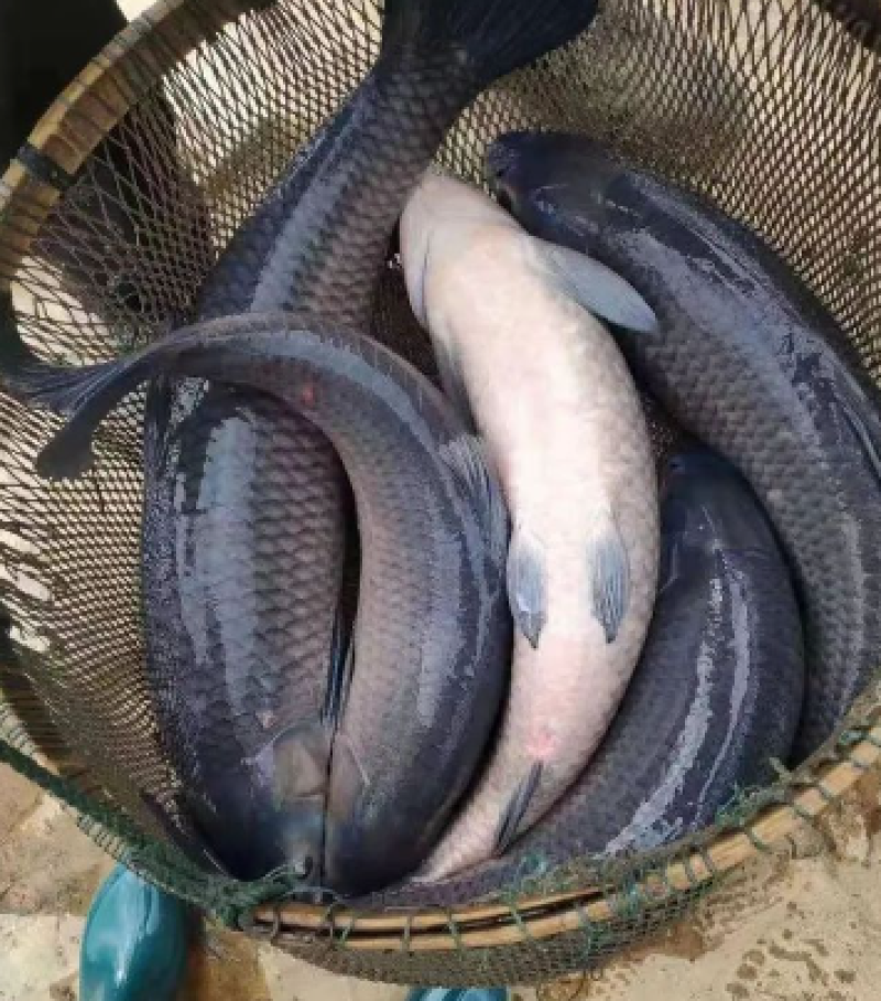 青鱼渔场直供规格齐全量大加油全国发货欢迎来电