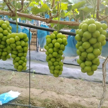 阳光玫瑰一件代发