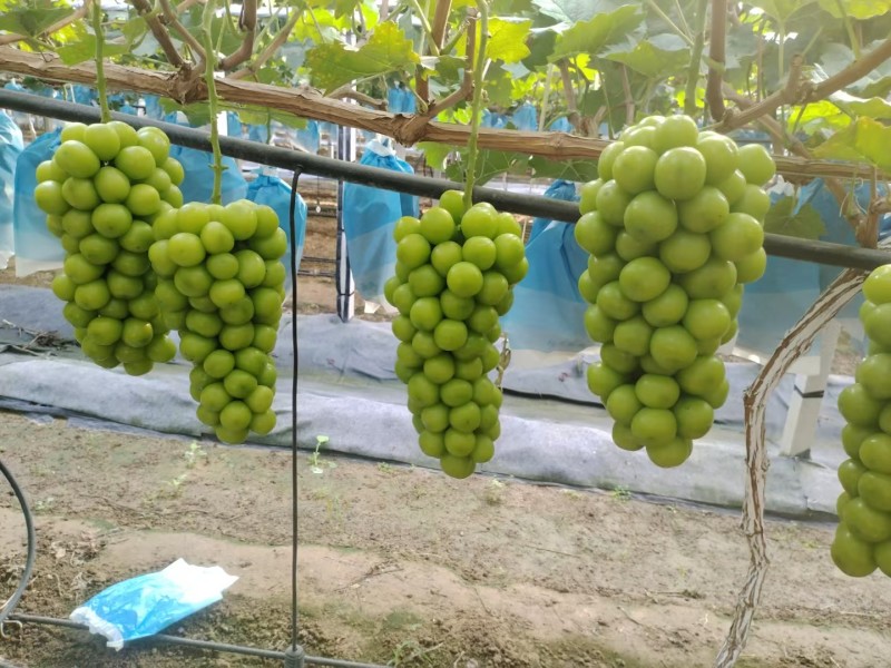 阳光玫瑰一件代发