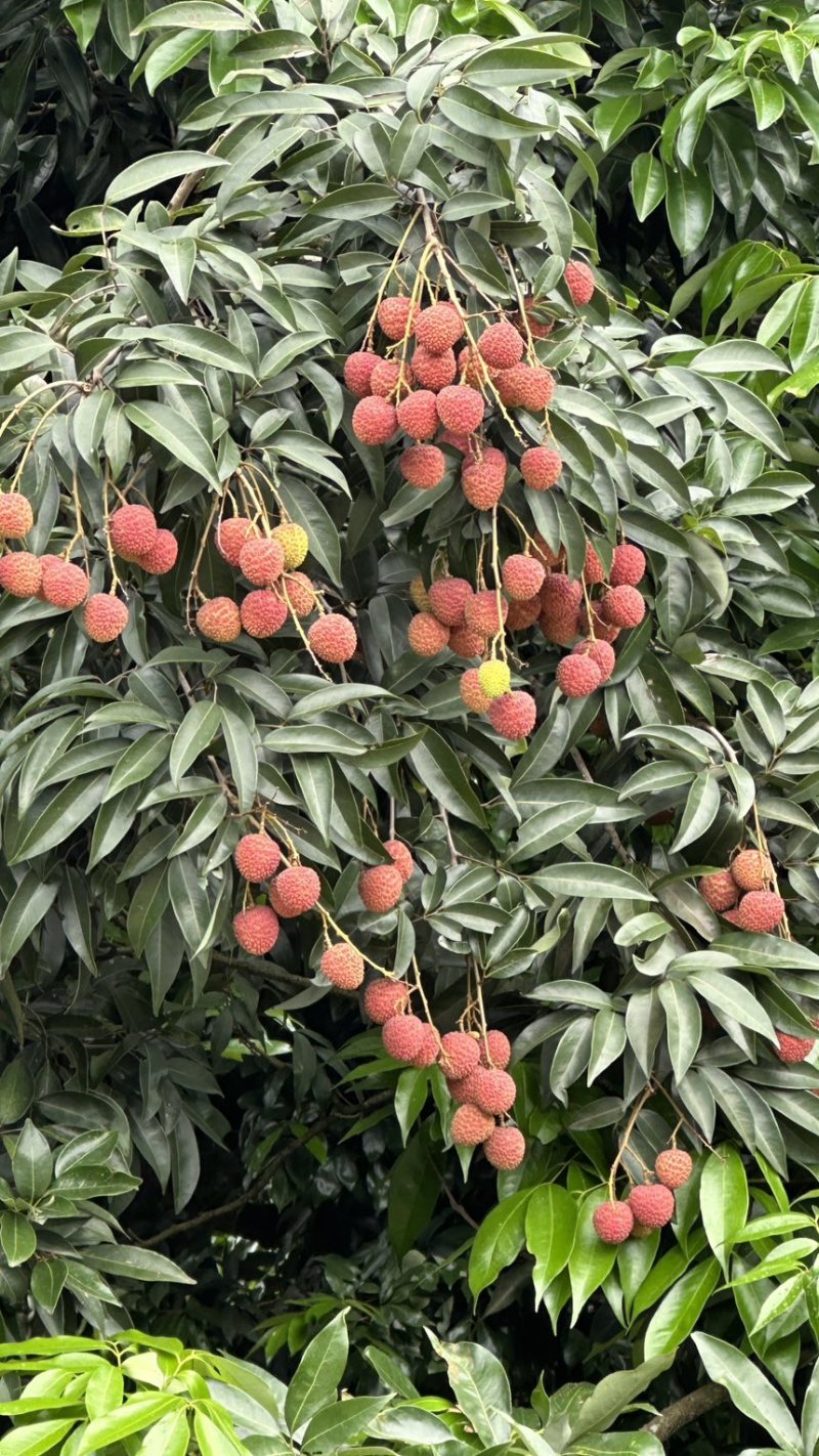 预售广东茂名电白区黑叶荔大量供市场，超市，电商，社区团购