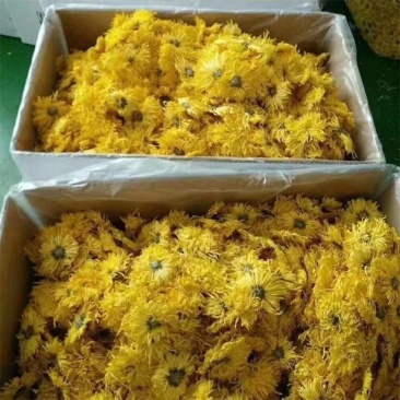 金丝皇菊
