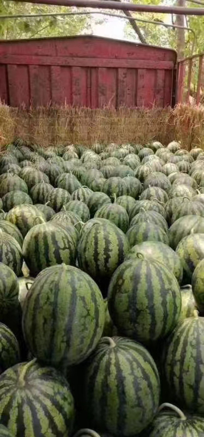 甜王西瓜，西瓜批发，河南西瓜，甜王西瓜批发