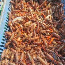 湖北潜江小龙虾，小小青，1.4一斤，可以喂甲鱼，鸡，鸭，