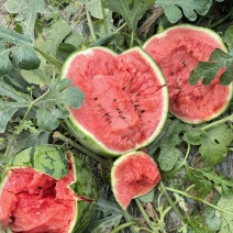 成都青白江自家西瓜基地佳秀口口脆每天一万斤左右