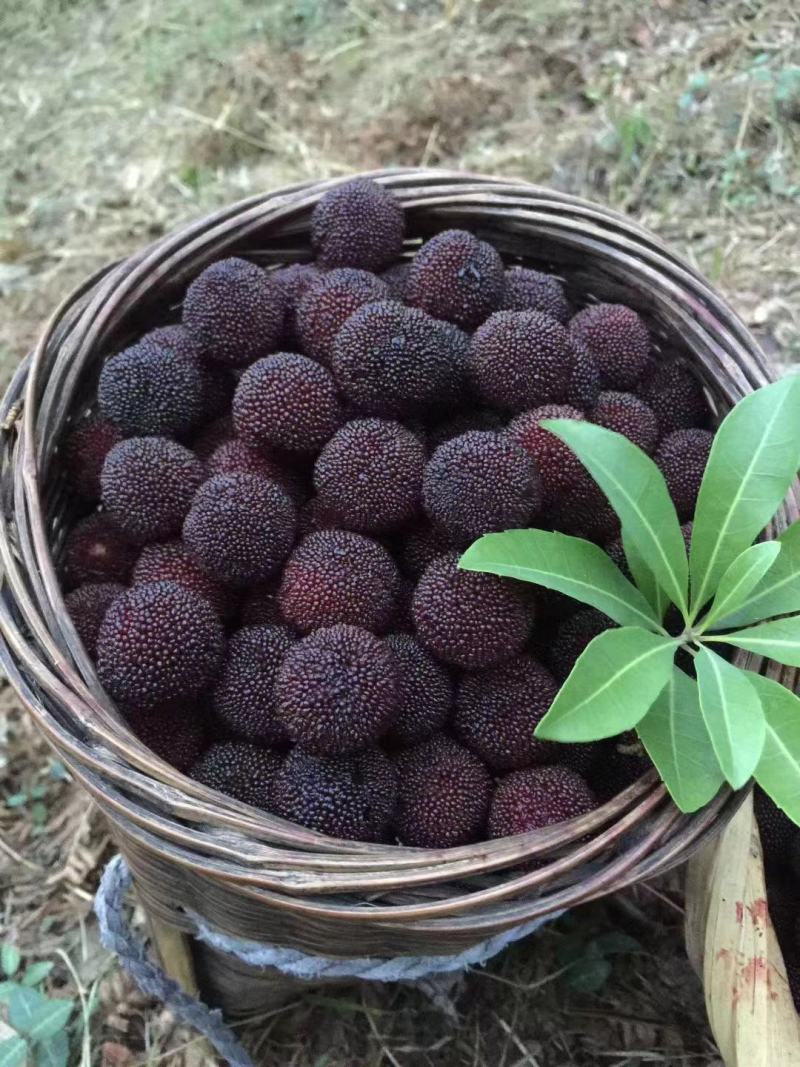 浙江慈溪余姚荸荠本地杨梅新鲜上市，个大味美，大量现货上市