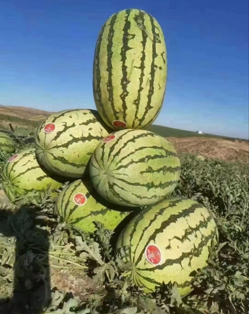 【精选】宁夏中卫硒砂瓜代办包熟包甜耐运输量大从优