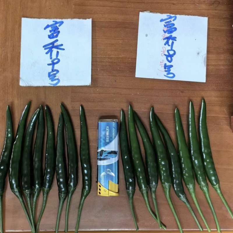 富乔9号大果型朝天椒种子青红两用硬度好油亮型早熟特大号