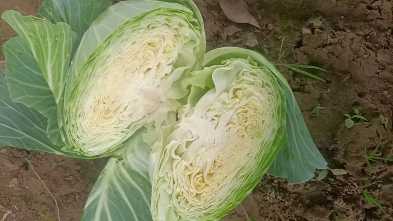 甘蓝扁包菜湖北，产地直发质量保证量大价优，视频看货