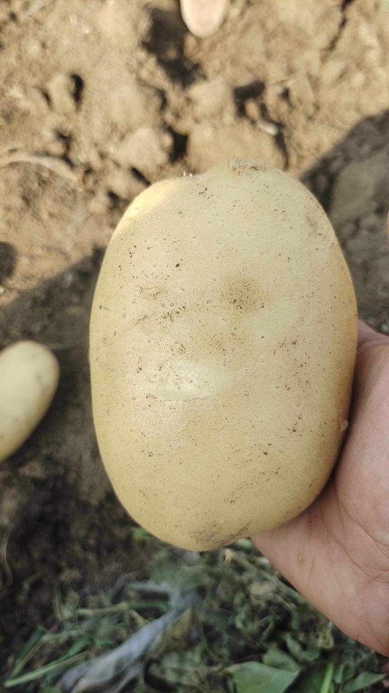 【实力】土豆黄心土豆大量上市，质量保证。产地发货！