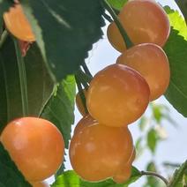 黄蜜樱桃大量供应自家果园基地直发量大从优，山东日照发货。
