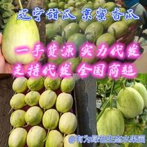 辽宁北镇甜瓜京蜜香瓜产地一手货源量大从优全国发货