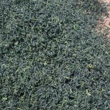 绿茶大量供应，山东日照发货，自己采摘一手货源，量大从优，