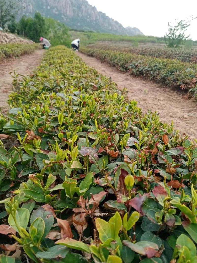 绿茶大量供应，山东日照发货，自己采摘一手货源，量大从优，