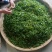 绿茶大量供应，山东日照发货，自己采摘一手货源，量大从优，