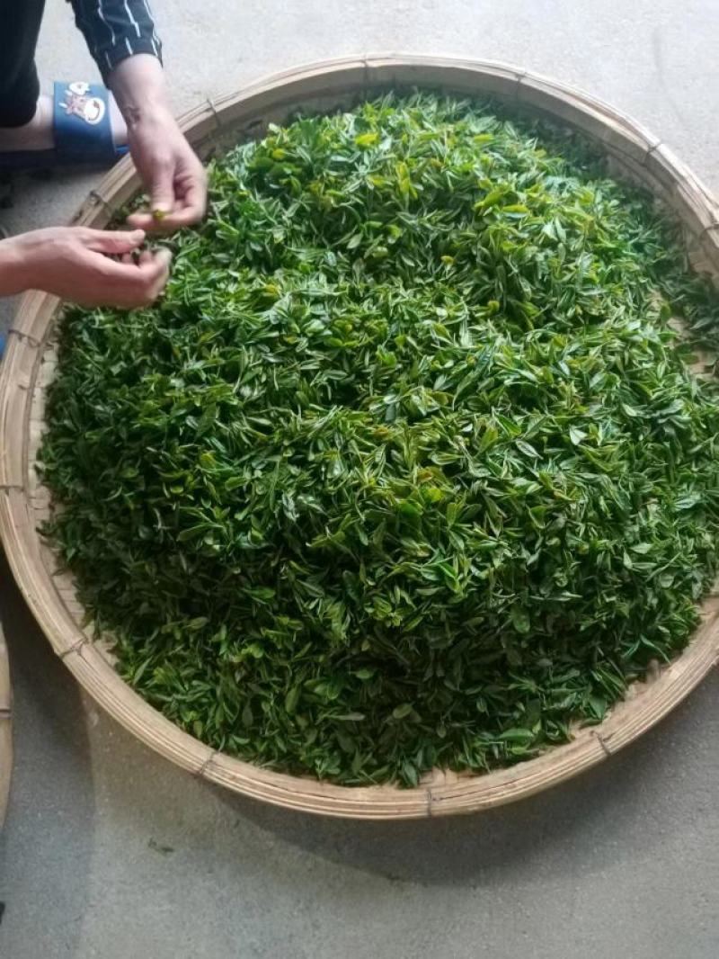 绿茶大量供应，山东日照发货，自己采摘一手货源，量大从优，