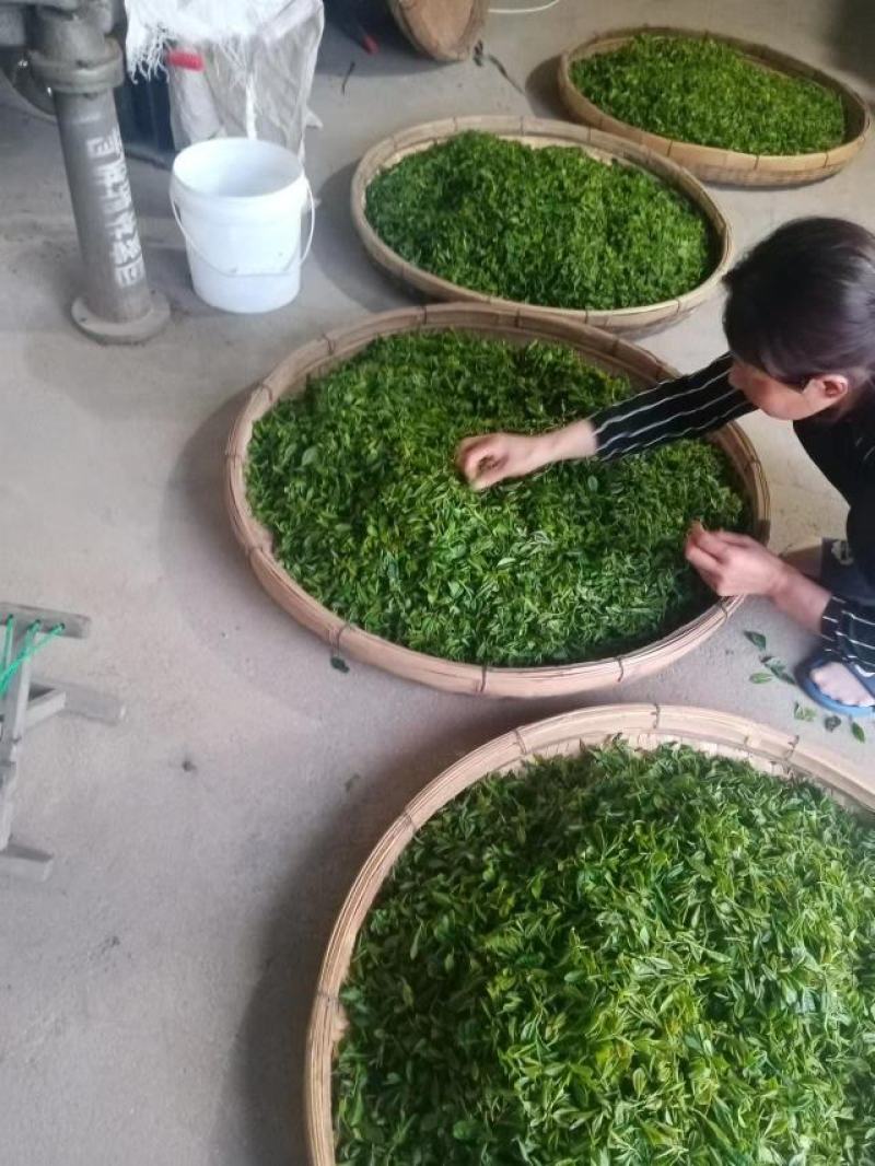 绿茶大量供应，山东日照发货，自己采摘一手货源，量大从优，