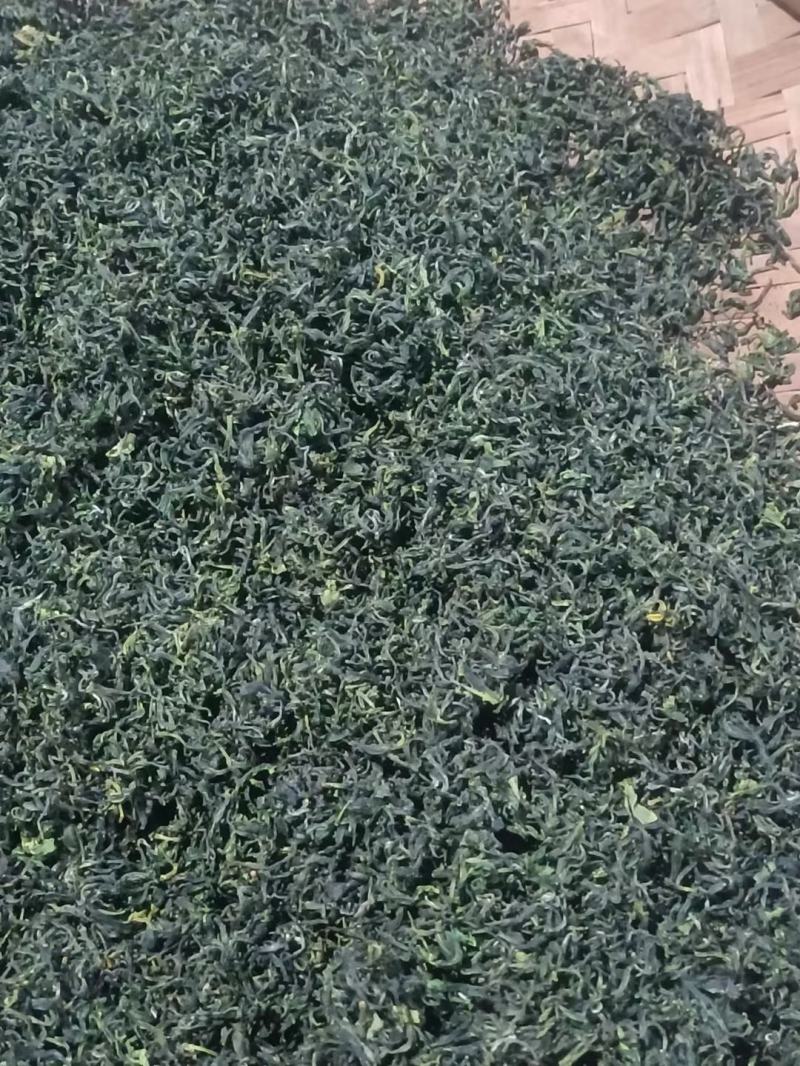 绿茶大量供应，山东日照发货，自己采摘一手货源，量大从优，