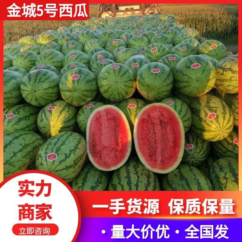 宁夏金城5号西瓜，一手货源，供应市场商超，保质保量