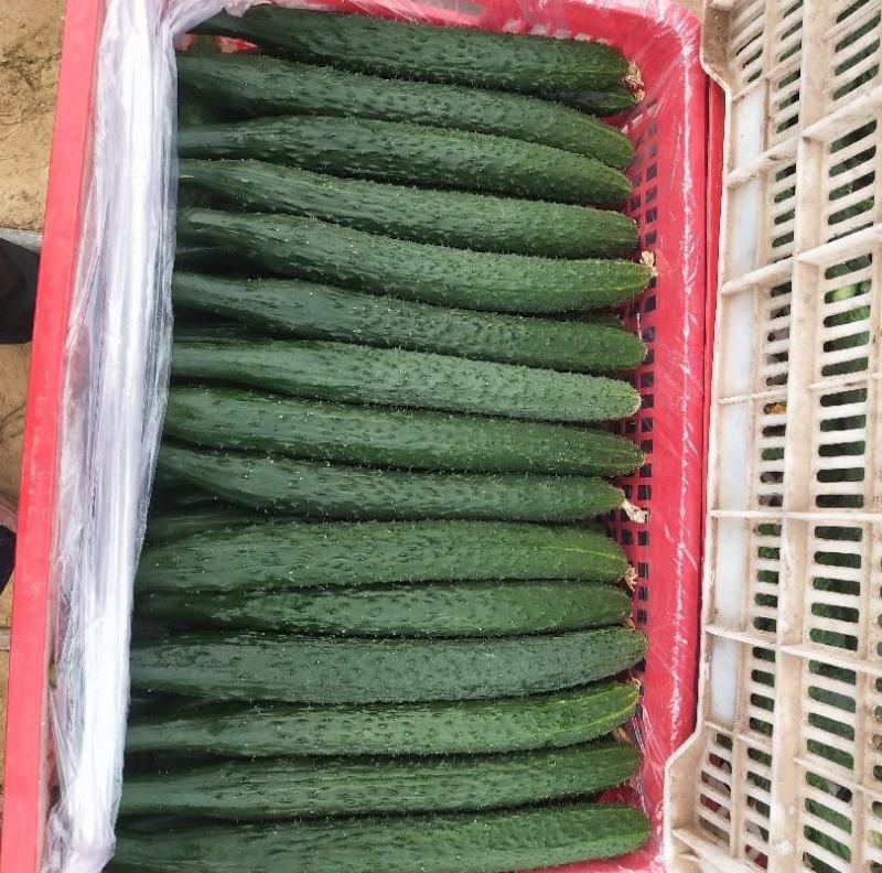 刺黄瓜22~25公分干花带刺