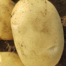 太和黄心土豆大量上市基地直发价格欢迎咨询采购