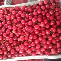 天水特大红灯樱桃，大量上市，货源充足，价格便宜，口感脆甜