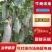 【精品】博洋6号羊角蜜甜瓜产地直发价格美丽欢迎洽谈